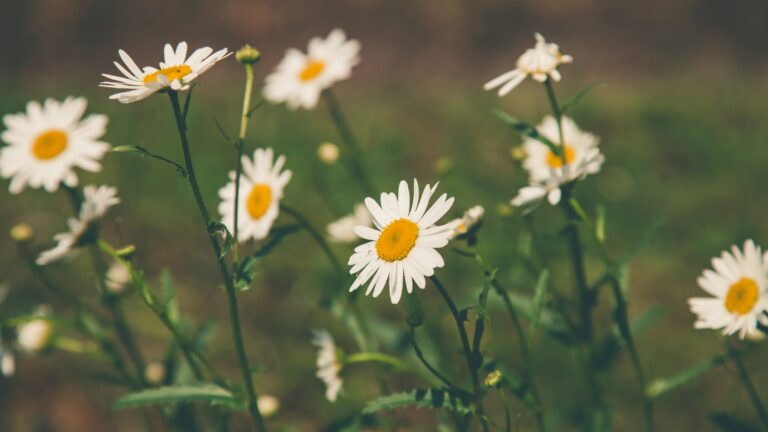 How do you know if your daisies are overwatered?
