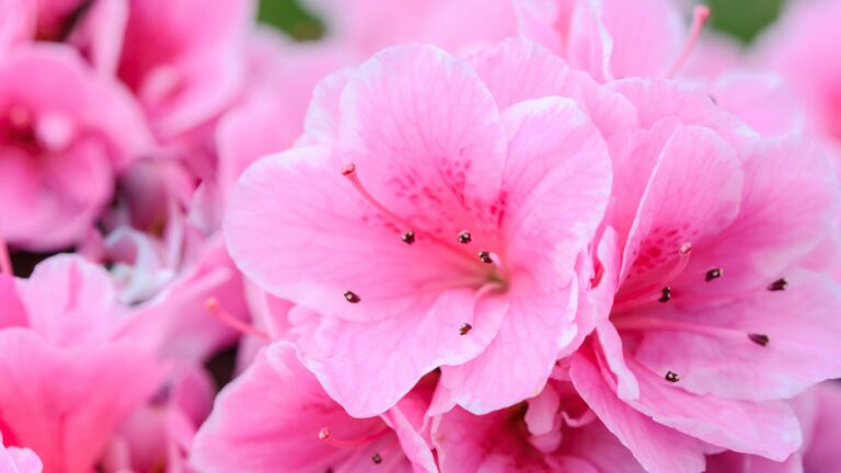 Can you plant pansies in the fall?