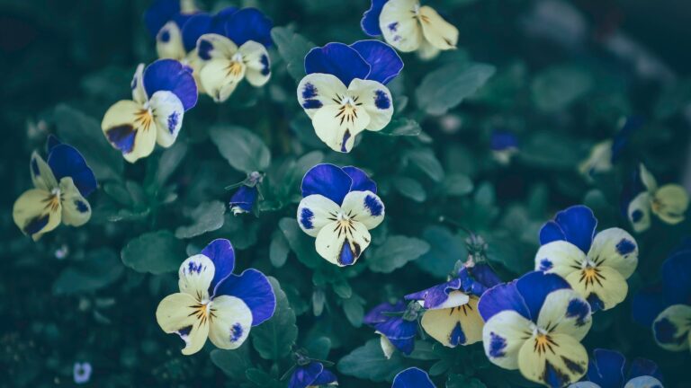 Do Pansies Grow Back Every Year?