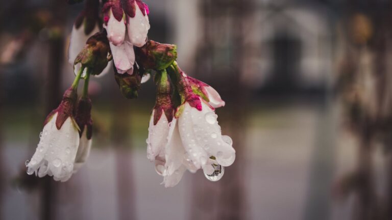 Can Pansies Survive In Hanging Baskets?