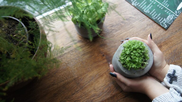 Can You Keep Pansies Indoors?