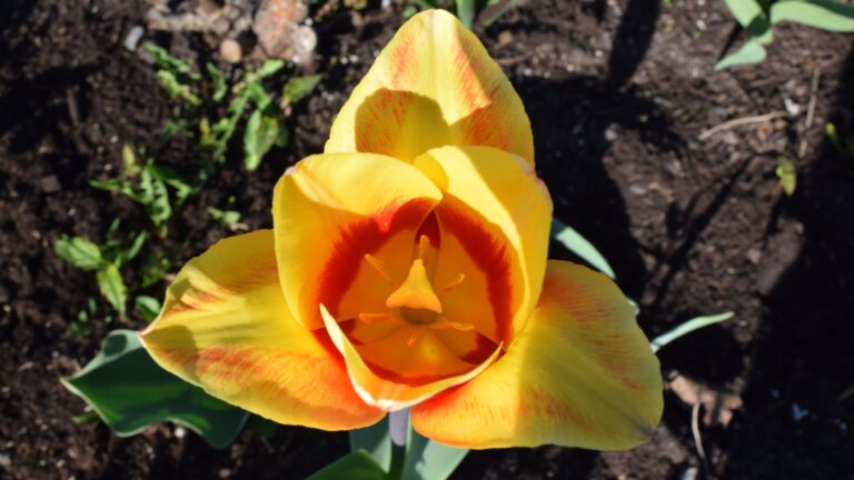 How do you tell if you’re overwatering pansies?