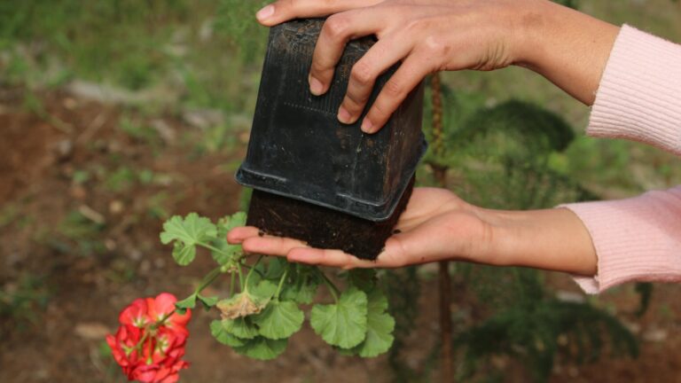 Can you plant pansies in pots?