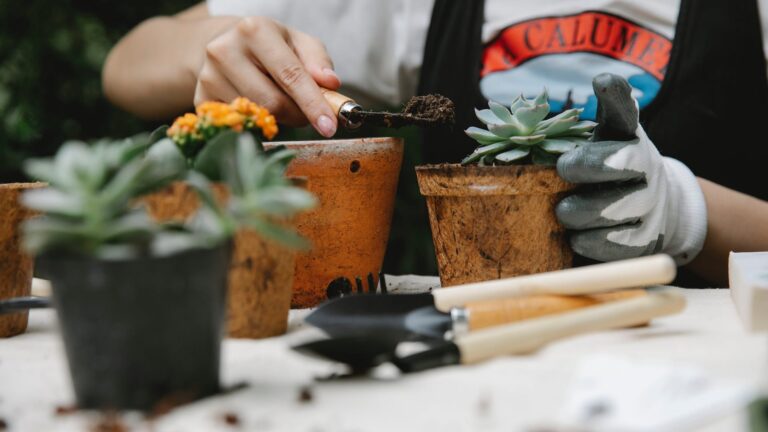 How long do potted begonias last?
