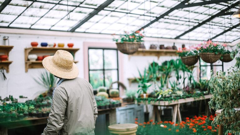 Do potted begonias come back?