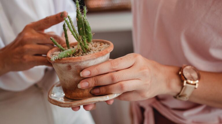 How long do potted lilies last?