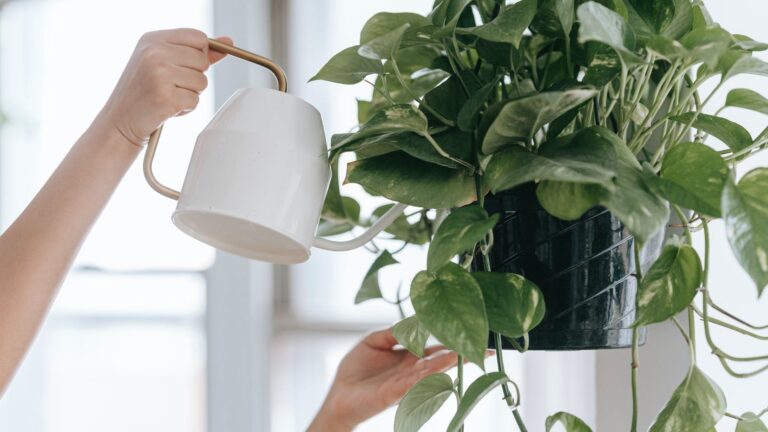 What do I do with my potted lilies in the winter?