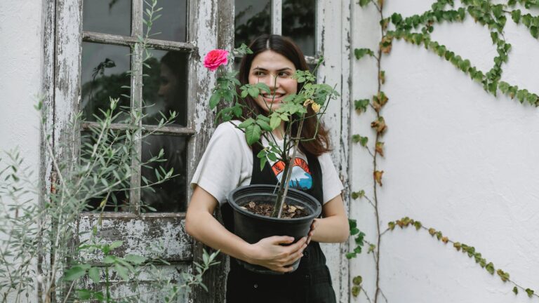 How long do potted roses last?