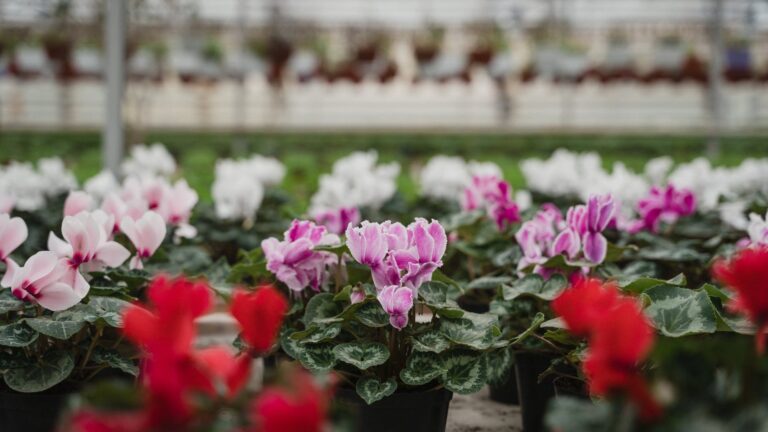 Can I Use Regular Potting Soil For Roses?