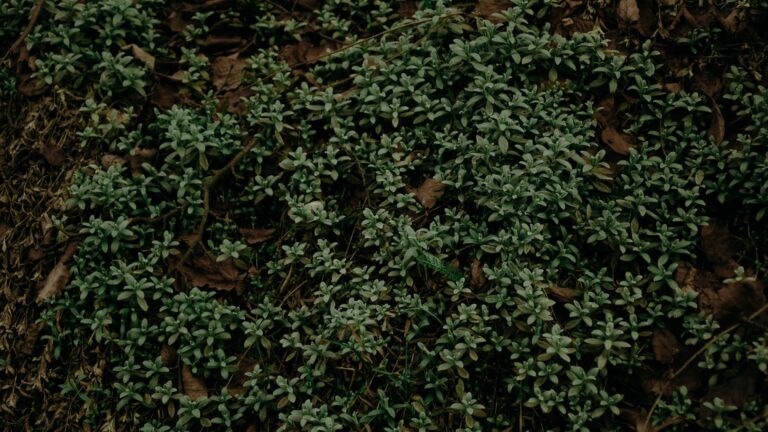 What Is The Proper Way To Prune Roses?
