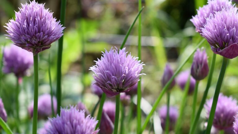 What To Do With The Purple Flowers On Chives?