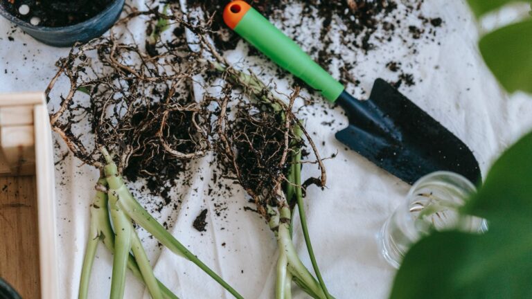How Do You Prepare Rose Bushes For Fall?