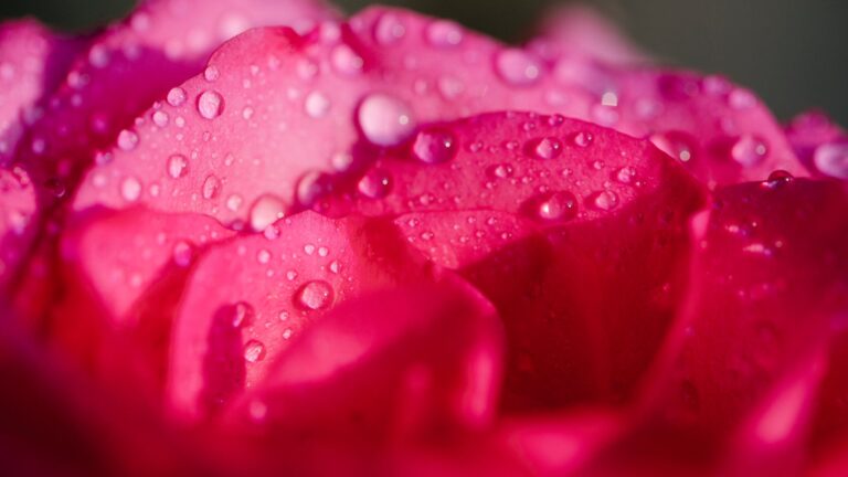 How Do You Prolong The Life Of A Rose?