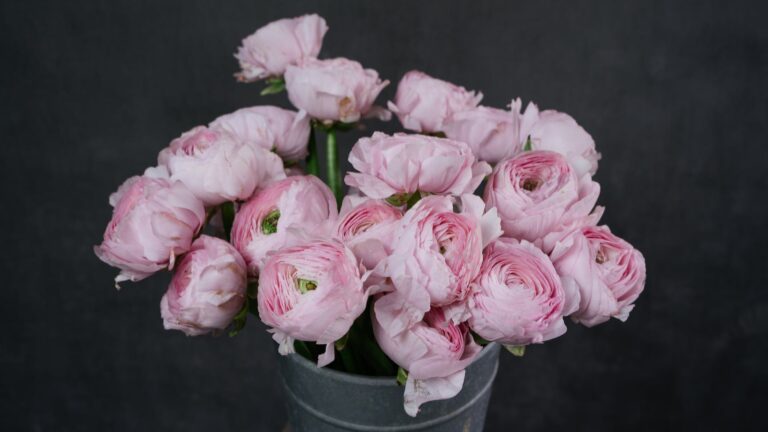 How Do You Maximize Rose Blooms?