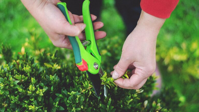 How Many Leaves Down Do You Cut A Rose?