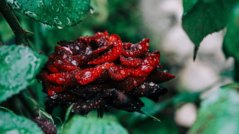 How Do I Make My Rose Bush Fuller?