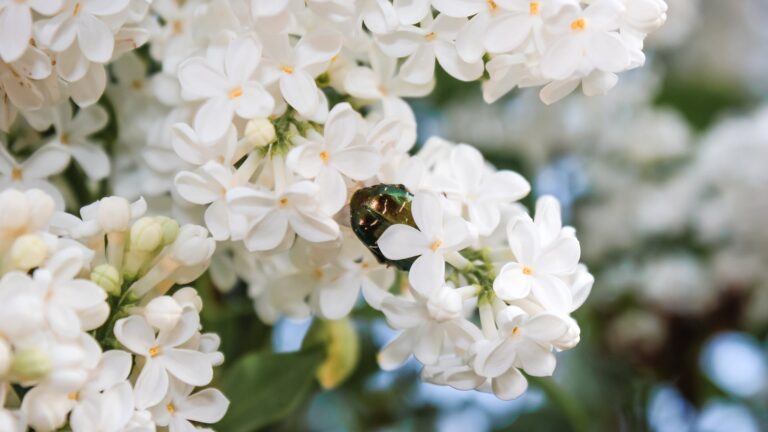 What Can I Put On My Rose Bushes To Keep Bugs Off?