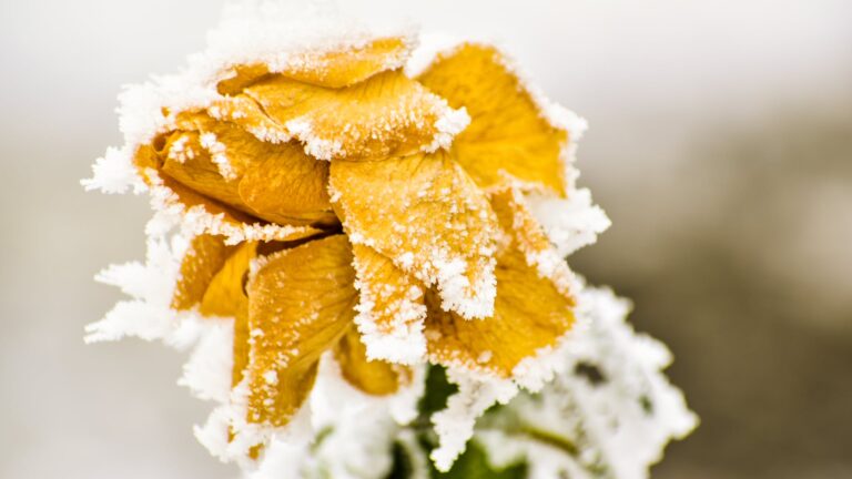 What Do You Put On Rose Bushes For Winter?