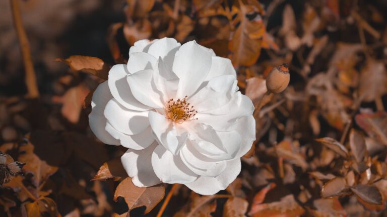 How Do You Take Care Of Roses In The Fall For Winter?