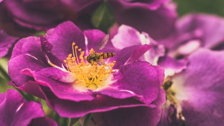What Is Damaging My Roses?