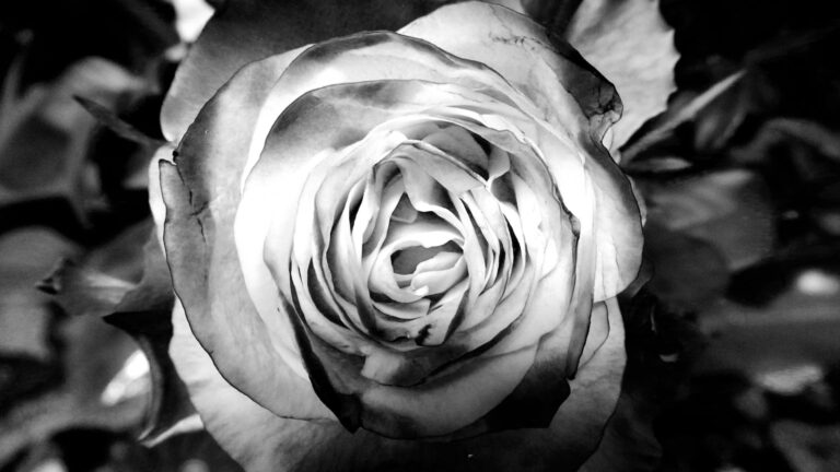 What Is The Secret To Growing Beautiful Roses?