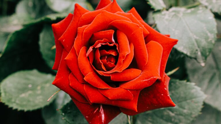 What Should You Not Plant Around Roses?