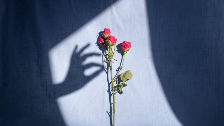 Do Roses Like Shade Or Sun?