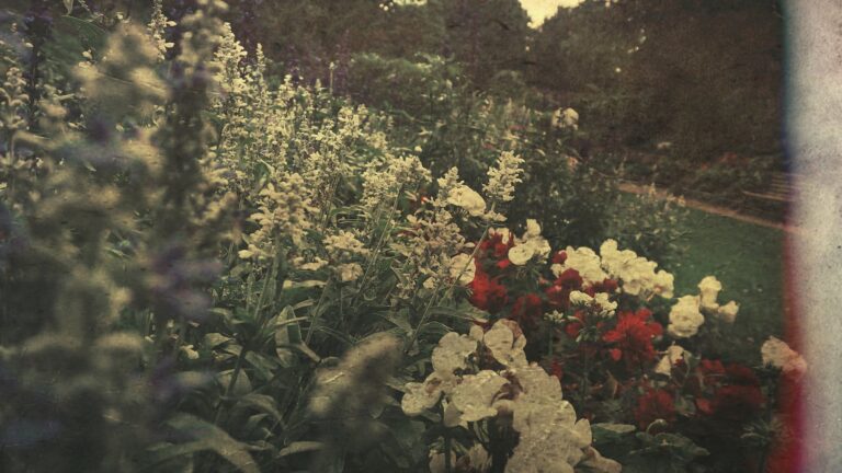 Which Leaves To Remove From Roses?
