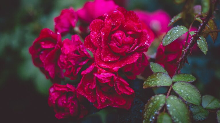 Should You Spray Water On Roses?