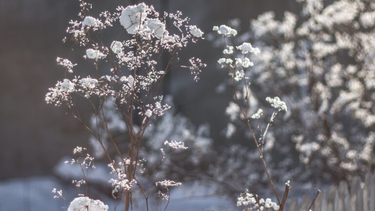 Can You Leave Roses Outside In Winter?