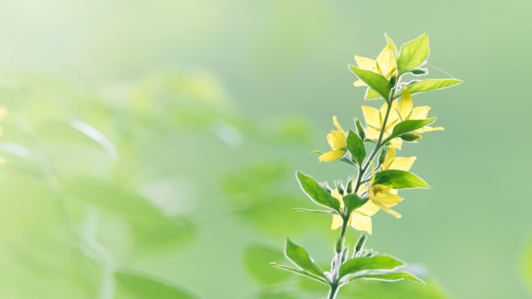 Should Yellow Leaves Be Removed From Roses?