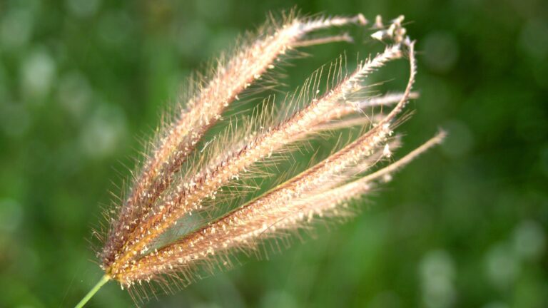 What Time of Year To Use Miracle Grow?