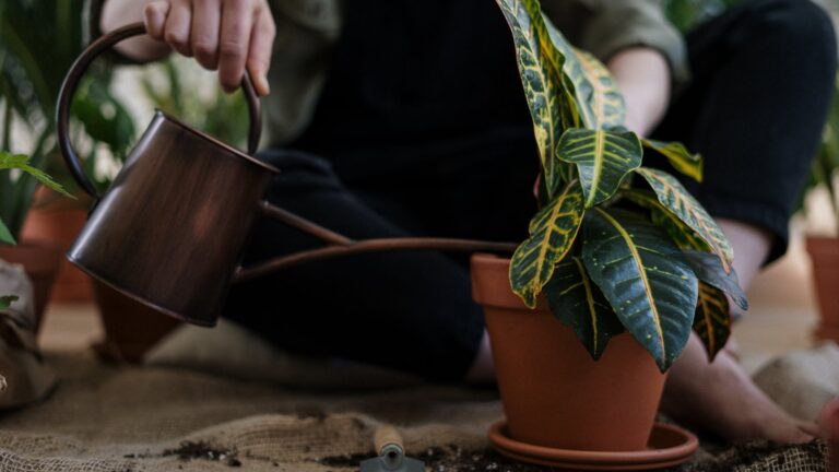 How do you maintain Stephanotis?