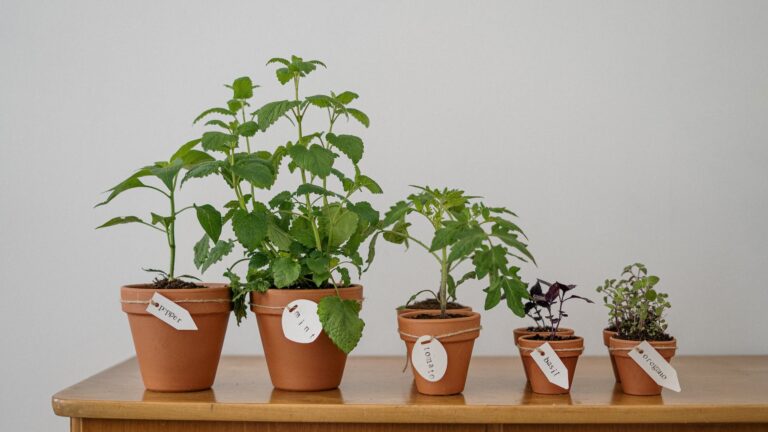 Can you grow Stephanotis in pots?