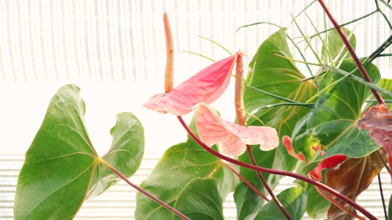 Is Stephanotis A Houseplant?