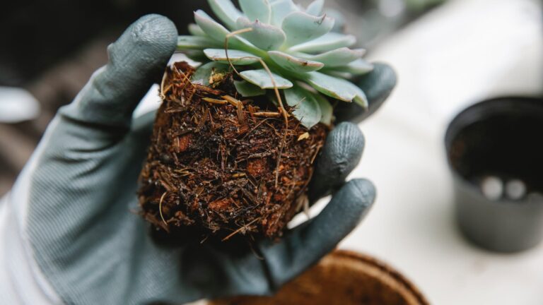 When should I transplant lilies to replant?