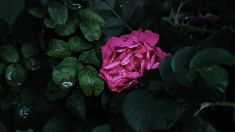 What Does A Tuberous Begonia Look Like?