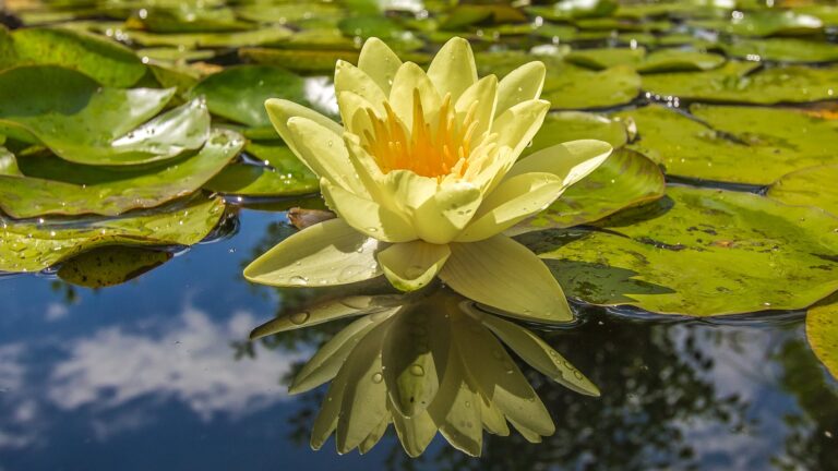 Should I water lilies every day?