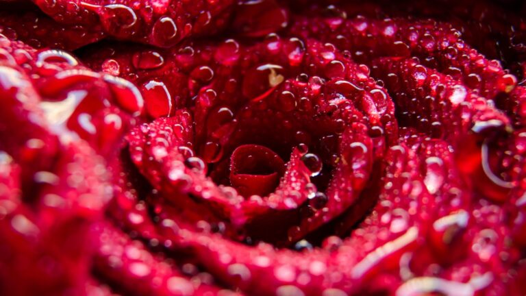 What Time Of Day Should You Water Roses?