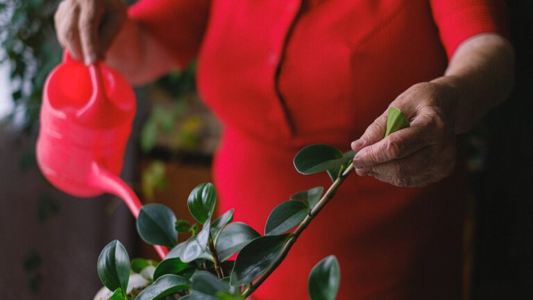 How Often Do You Water Roses In Pots?