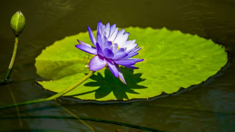 How Do You Make Water Lilies Thrive?
