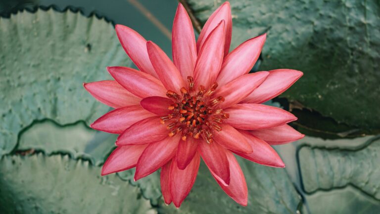 How do you keep water lilies healthy?