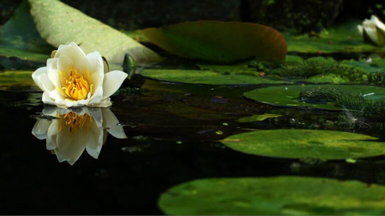 How often should you water lilies?