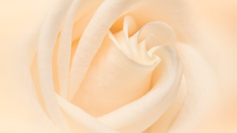 What Does White Vinegar Do For Roses?
