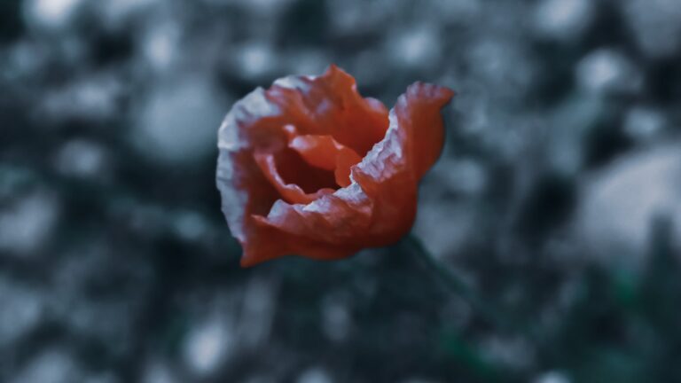 How Do You Winterize Outdoor Roses?