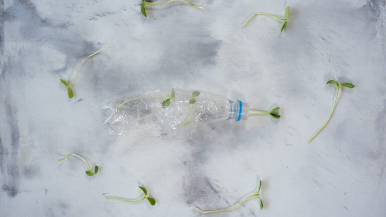 How do you winterize potted daisies?