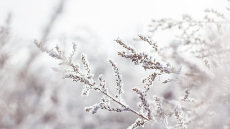 How Do You Winterize Rose Bushes?