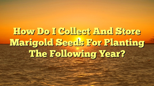 How Do I Collect And Store Marigold Seeds For Planting The Following Year?