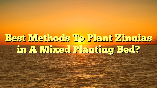 Best Methods To Plant Zinnias in A Mixed Planting Bed?