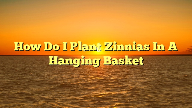 How Do I Plant Zinnias In A Hanging Basket